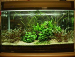 My 32" freshwater aquarium