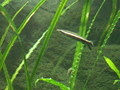 One-line pencil fish
(Nannobrycon eques)