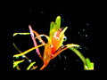 rotala_red01