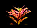 rotala_red