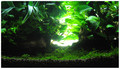 60cm Paludarium ~ 晨光