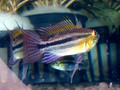 yaujeung_6