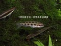 棋盤1