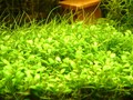 grass