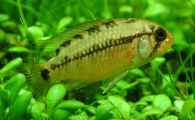 女王III母魚