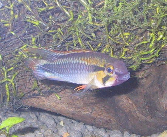 威罕公魚