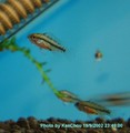 Baby Fish