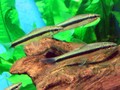 All fishes