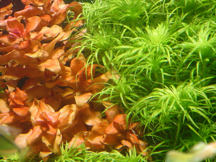 紅綠對碰
