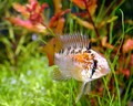 DSC00069c