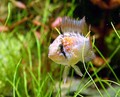 DSC00034c