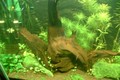 Dscf0003