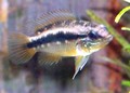 酋長母魚