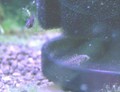亞歷山大bb