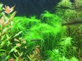 Resize of 0831tank 025