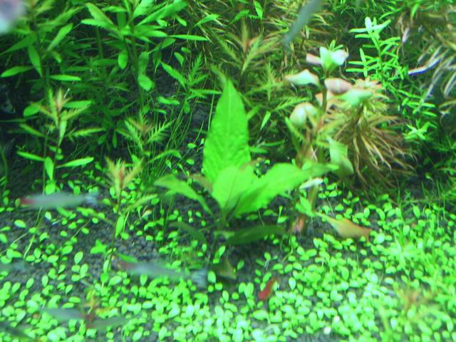 Resize of 0831tank 029