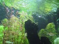 Resize of 0831tank 034
