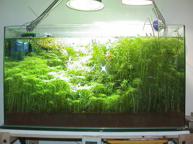 grass-09