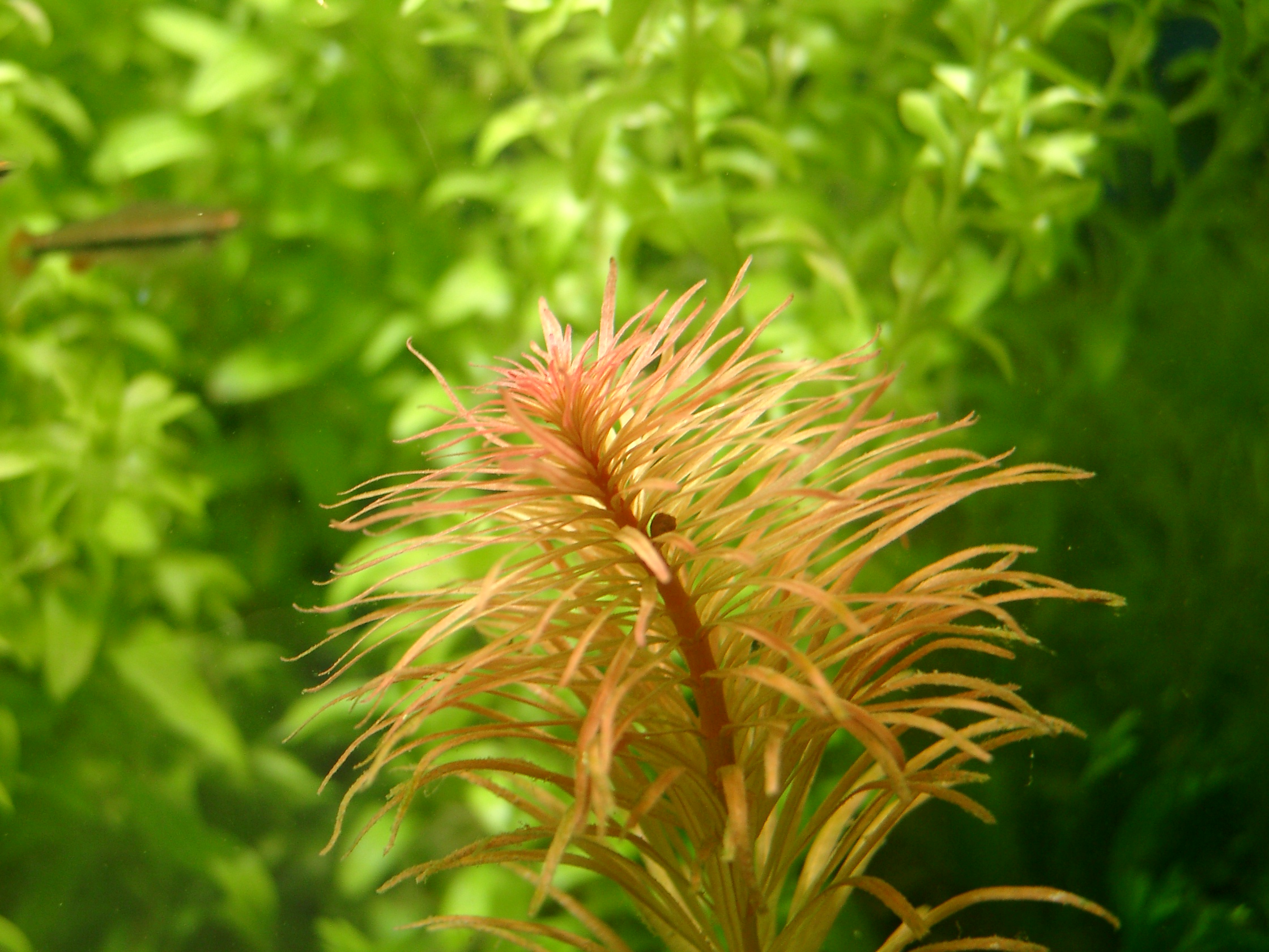 紅太陽2
