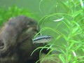 blue_02