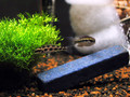 棋盤母魚