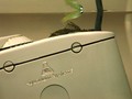 小型虎紋琵琶(2002-05-19)