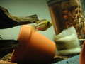 女王III公魚-5