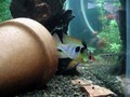 Holandfish_1.jpg