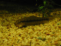 Chinese Algae Eater 清道夫

(學名: Gyrinocheilus aymonieri)