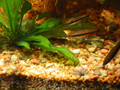 Pencil fish 小型紅鉛筆

(學名: Nannostomus harrisoni)