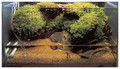 2.Japan Paludarium