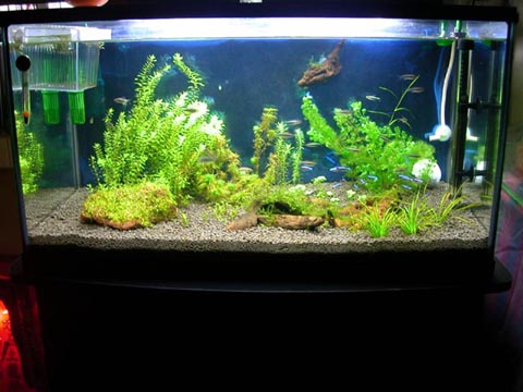 tank02