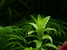 Pict0035