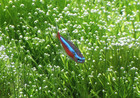 魚蝦樂