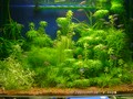 水草