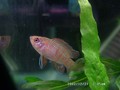 其他魚