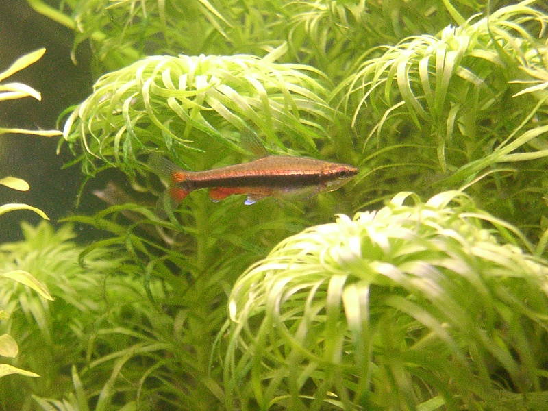 鉛筆