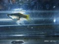 野生色蛇紋燕尾