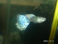 虎紋藍蛇馬賽克