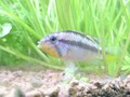 虹彩帝王
