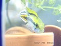 亞卡西