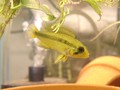 發情母魚