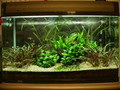 My tank overall view