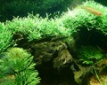 My Fish Tank_5