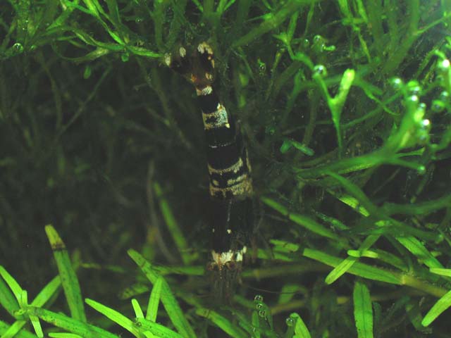 Rainbow shrimp 3