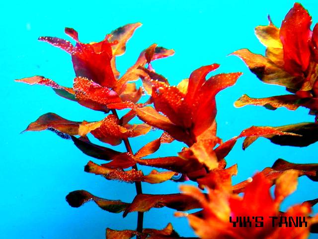 紅蝴蝶
