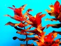 紅蝴蝶