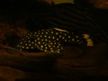 12200006