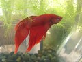 Betta Cube