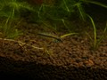 驕小可愛的三線母魚